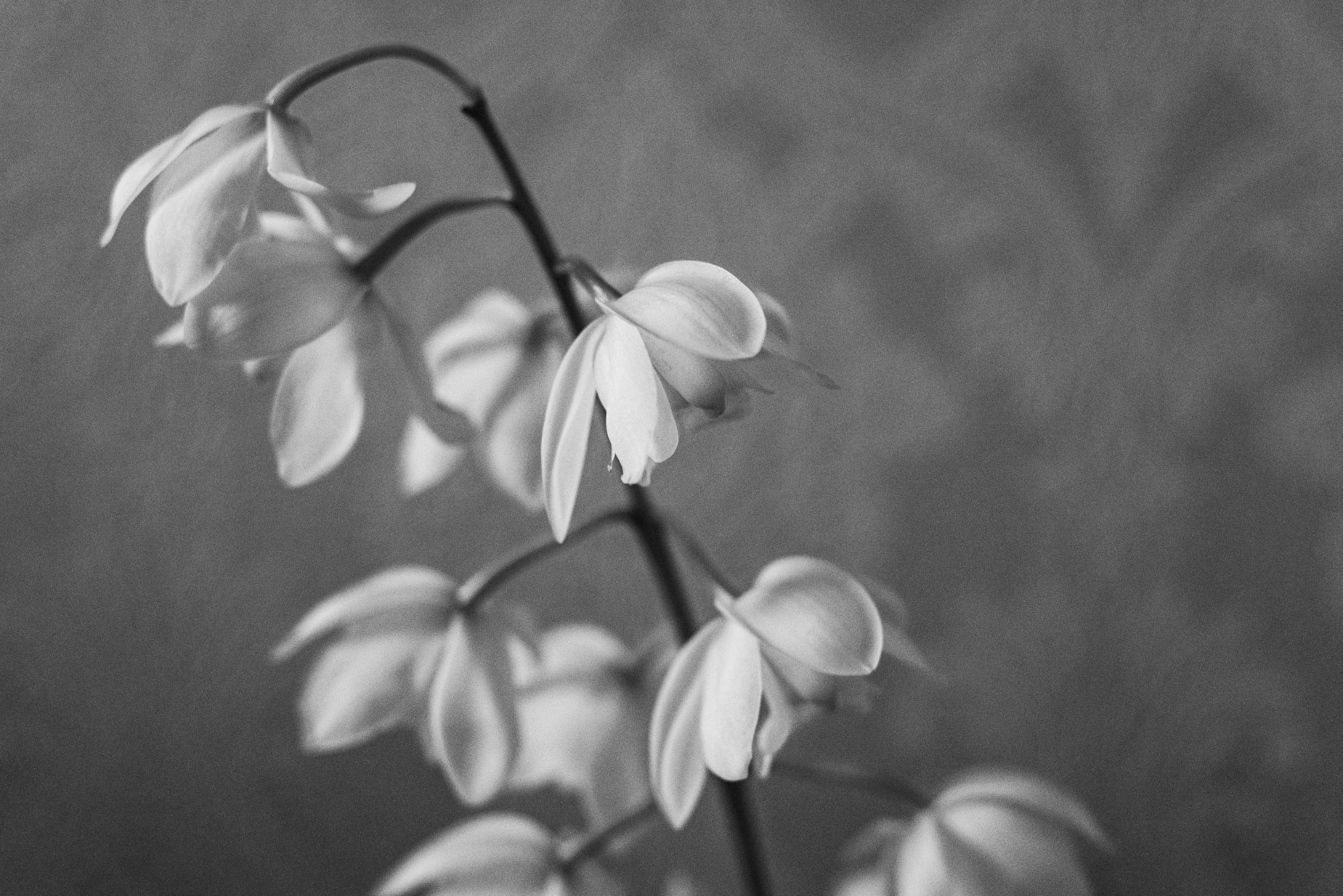 Miniature SNOWDROP in a pot, Tiny crochet white flower, Snow - Inspire  Uplift, Fake Wild Flowers 